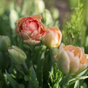 Tulipa / Tulpė CHARMING BEAUTY - 5 vnt.