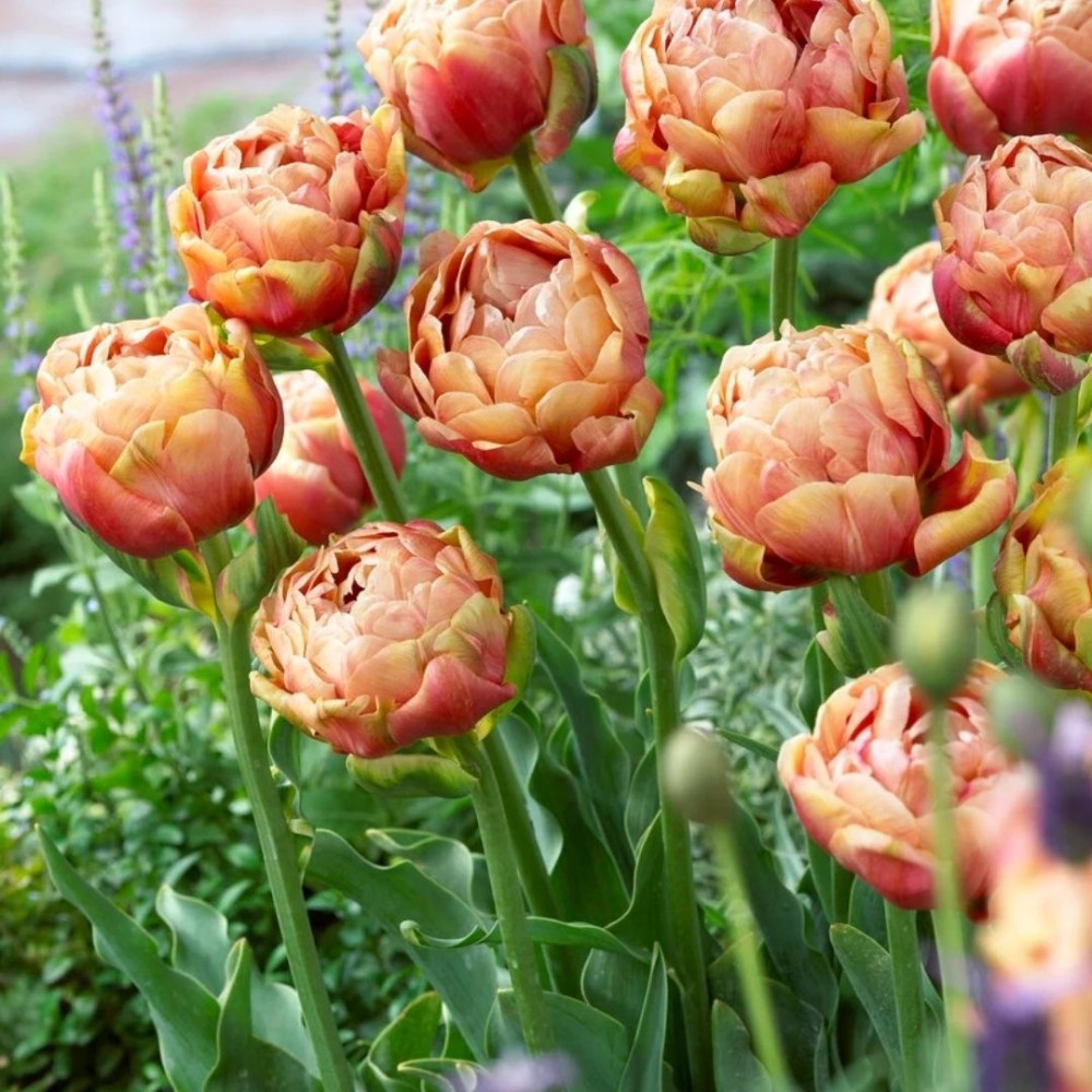 Tulipa / Tulpė COPPER IMAGE - 5 vnt.