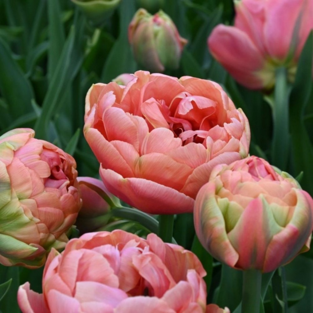 Tulipa / Tulpė COPPER IMAGE - 5 vnt.