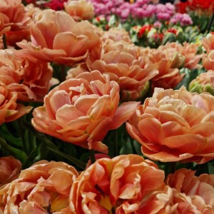 Tulipa / Tulpė COPPER IMAGE - 5 vnt.