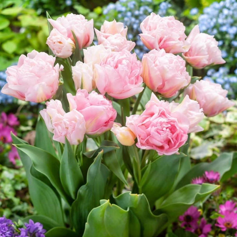 Tulipa / Tulpė DREAMER - 5 vnt.