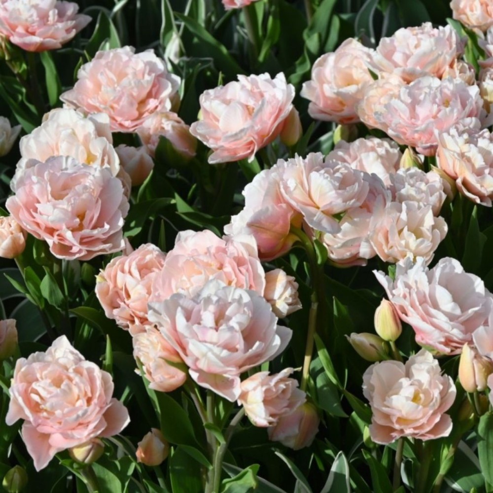 Tulipa / Tulpė DREAMER - 5 vnt.