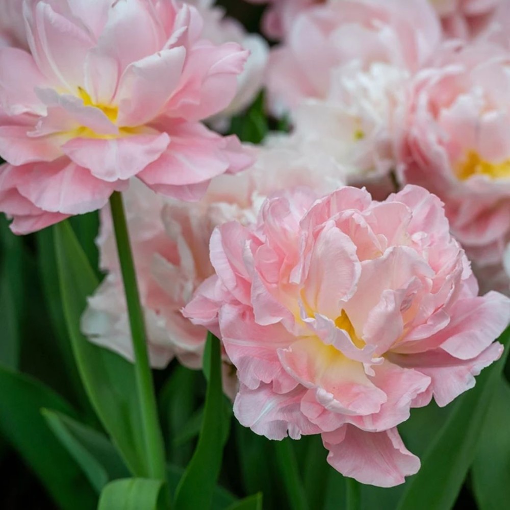 Tulipa / Tulpė DREAMER - 5 vnt.