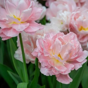 Tulipa / Tulpė DREAMER - 5 vnt.