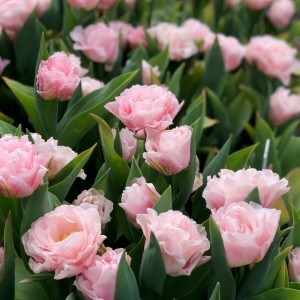 Tulipa / Tulpė DREAMER - 5 vnt.