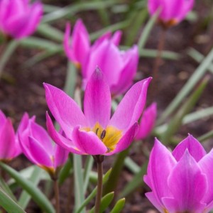 Tulipa humilis / Žemoji tulpė HELENE - 10 vnt.