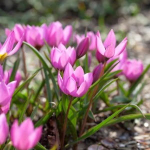 Tulipa humilis / Žemoji tulpė HELENE - 10 vnt.