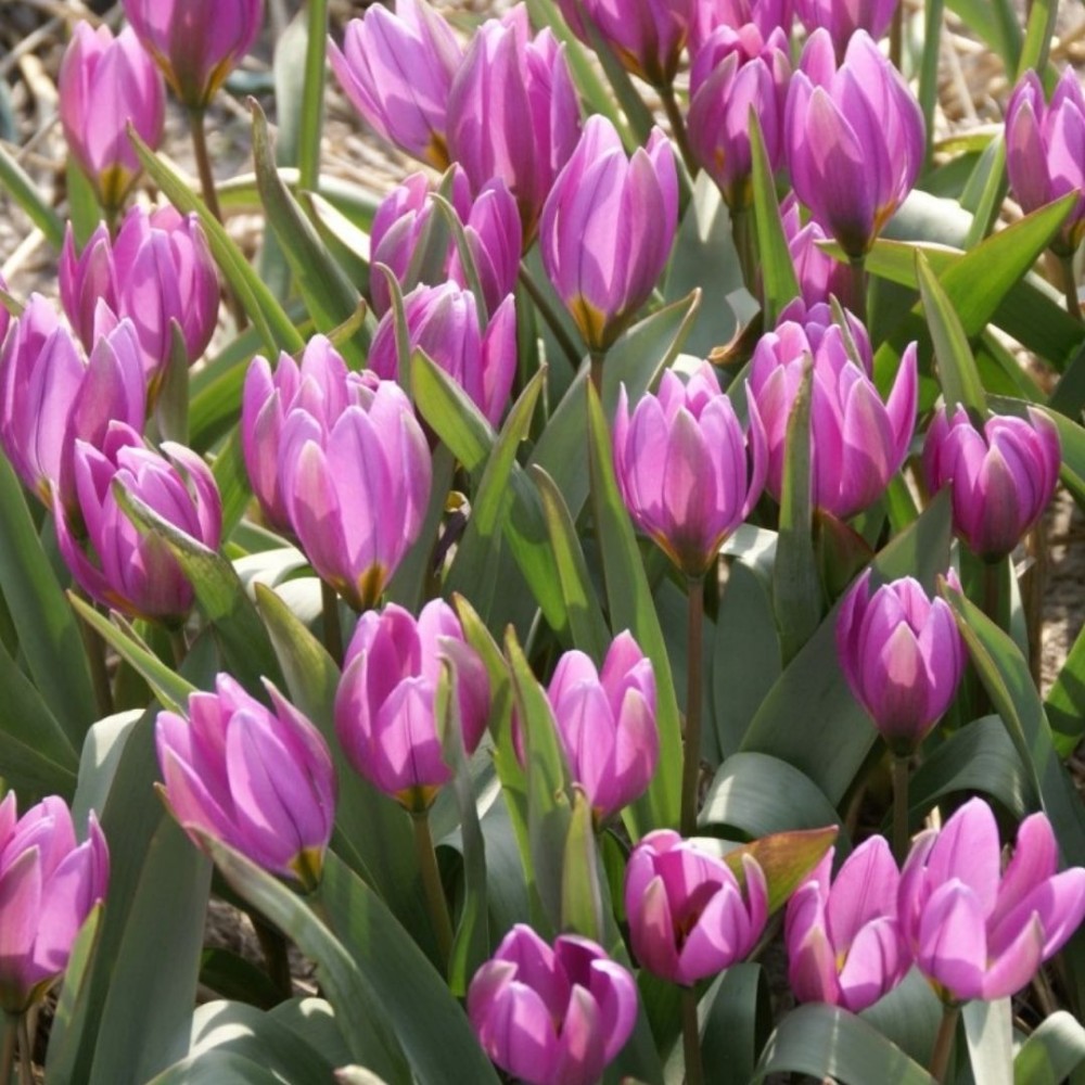 Tulipa humilis / Žemoji tulpė HELENE - 10 vnt.