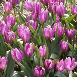 Tulipa humilis / Žemoji tulpė HELENE - 10 vnt.