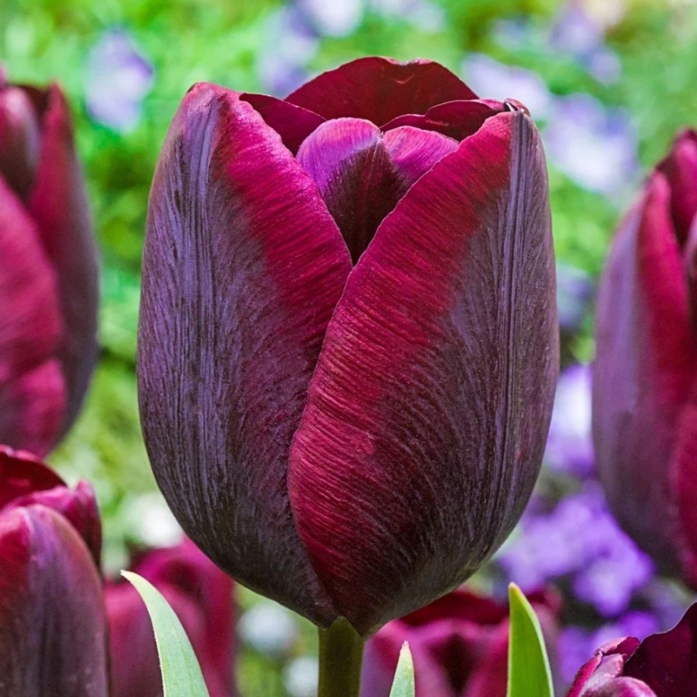 Tulipa / Tulpė RONALDO - 5 vnt.