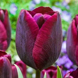 Tulipa / Tulpė RONALDO - 5 vnt.