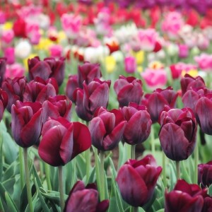 Tulipa / Tulpė RONALDO - 5 vnt.