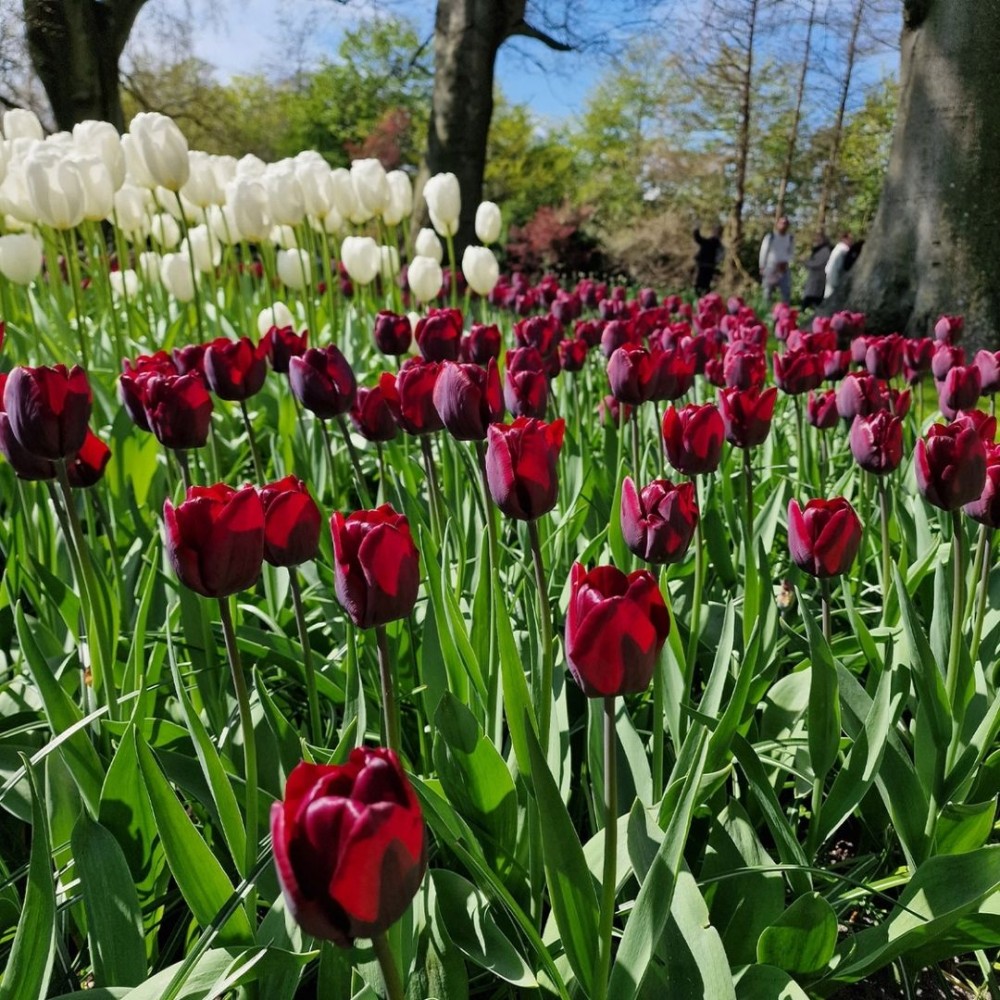 Tulipa / Tulpė RONALDO - 5 vnt.