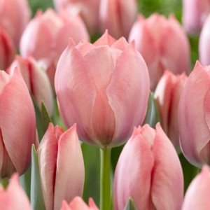 Tulipa / Tulpė SALMON VAN EIJK - 5 vnt.