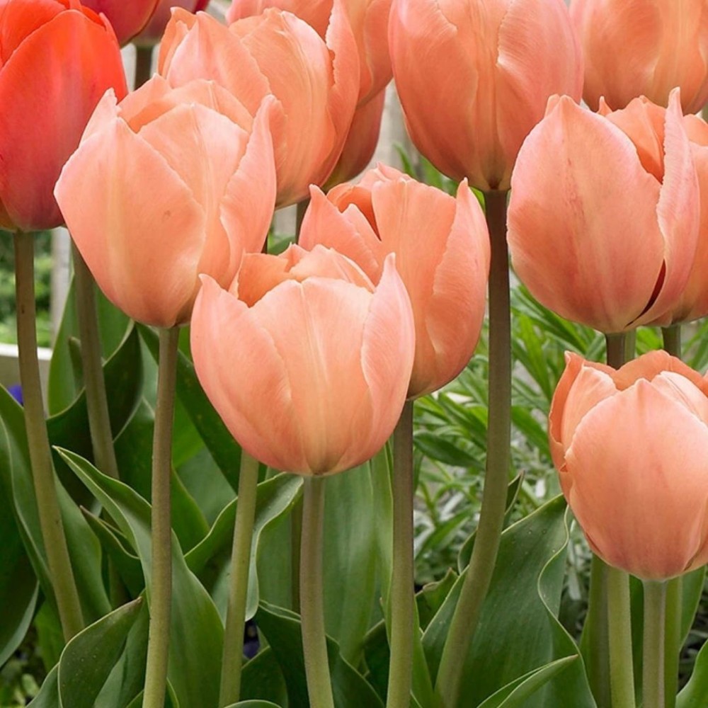 Tulipa / Tulpė SALMON VAN EIJK - 5 vnt.