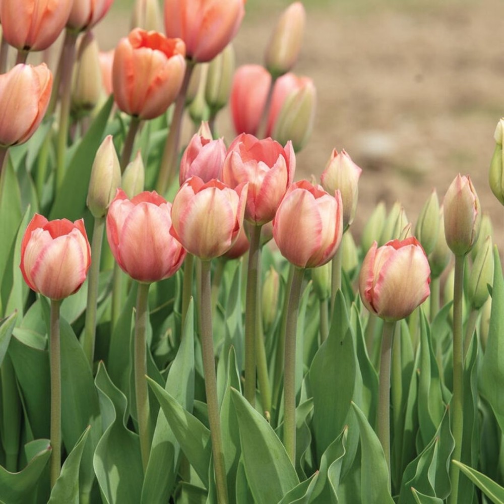 Tulipa / Tulpė SALMON VAN EIJK - 5 vnt.