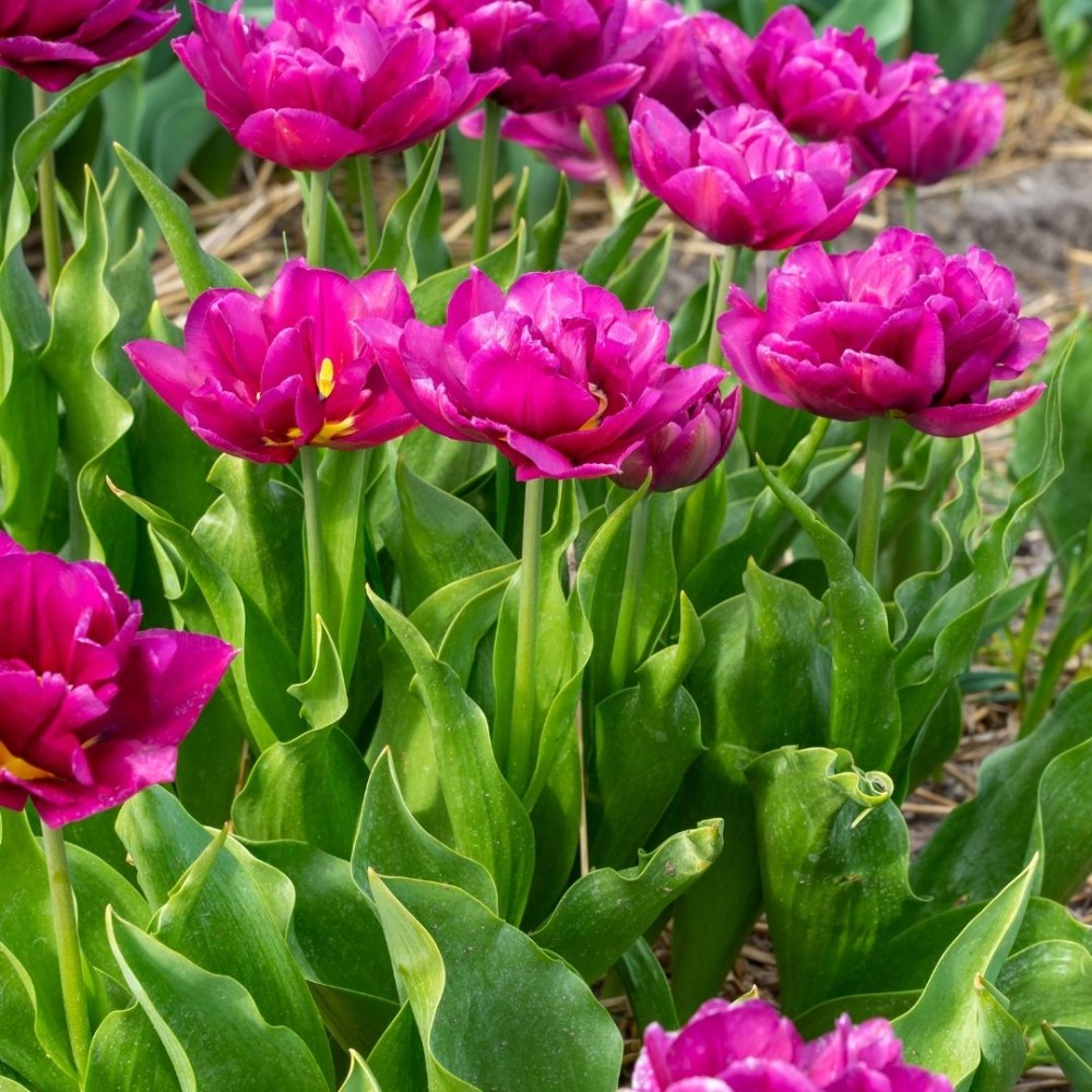 Tulipa / Tulpė SHOWCASE - 5 vnt.