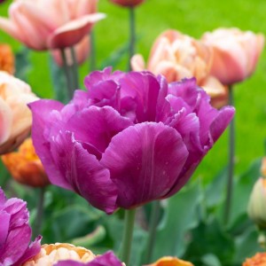 Tulipa / Tulpė SHOWCASE - 5 vnt.