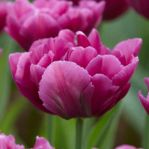 Tulipa / Tulpė SHOWCASE - 5 vnt.