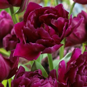 Tulipa / Tulpė SHOWCASE - 5 vnt.