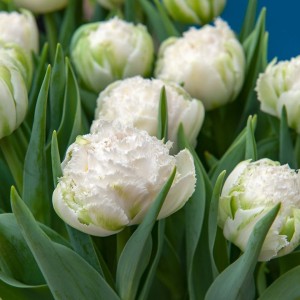 Tulipa / Tulpė SNOW CRYSTAL - 5 vnt.
