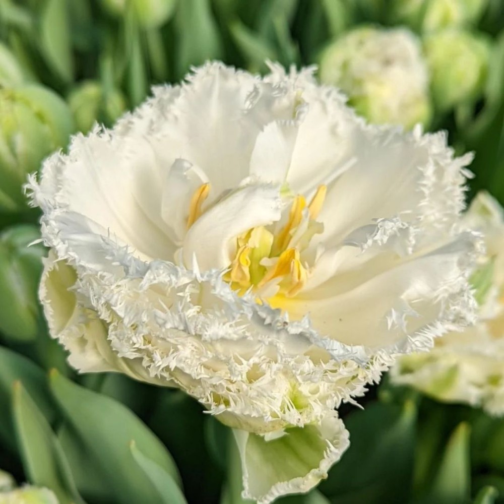 Tulipa / Tulpė SNOW CRYSTAL - 5 vnt.