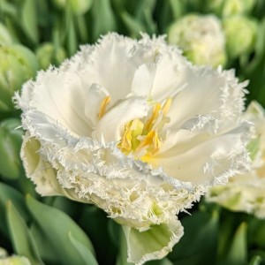 Tulipa / Tulpė SNOW CRYSTAL - 5 vnt.