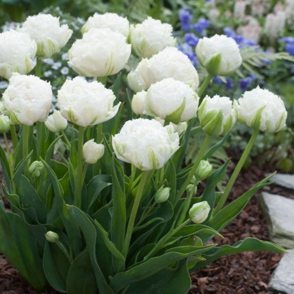 Tulipa / Tulpė SNOW CRYSTAL - 5 vnt.