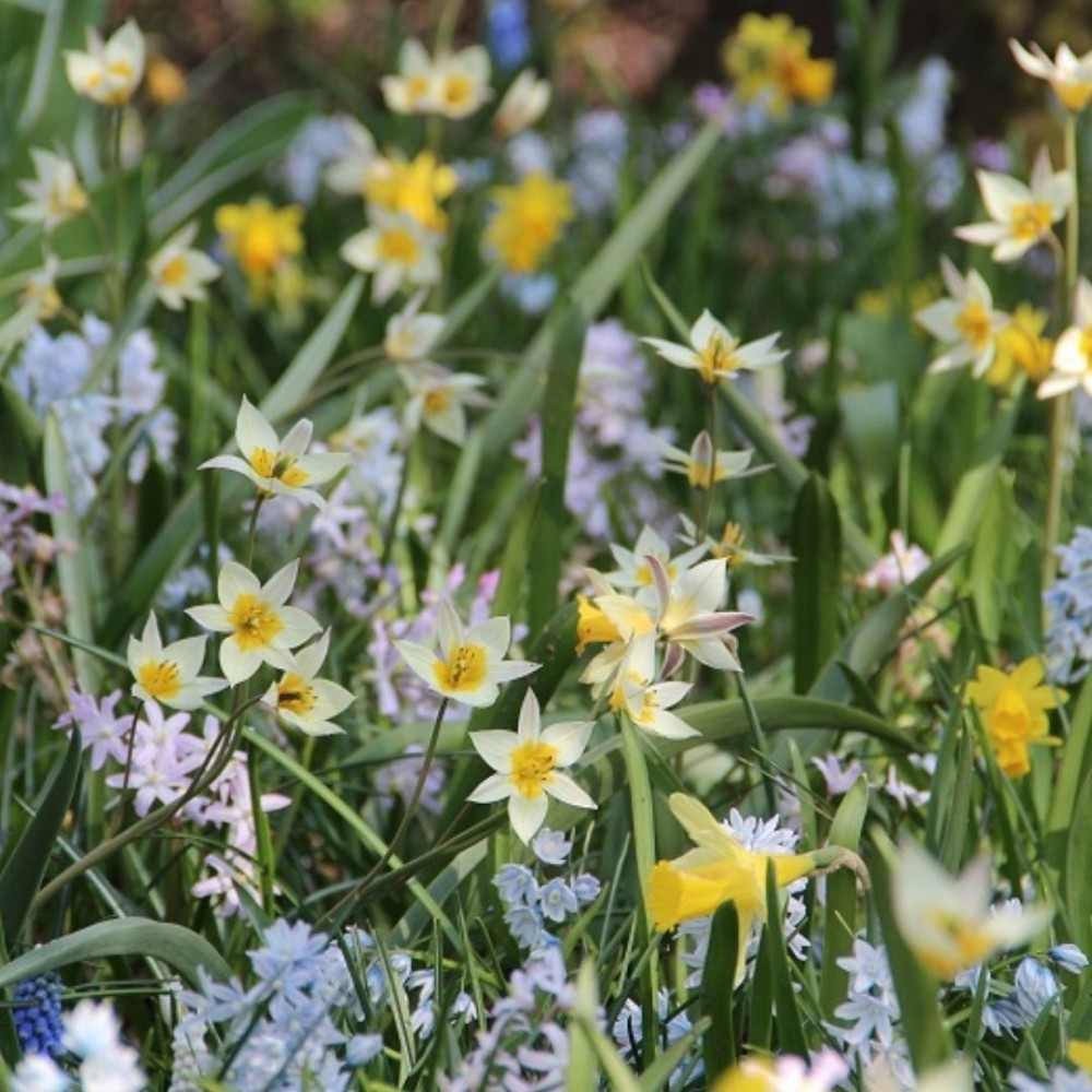 Tulipa / Turkestaninė tulpė TURKESTANICA - 10 vnt.