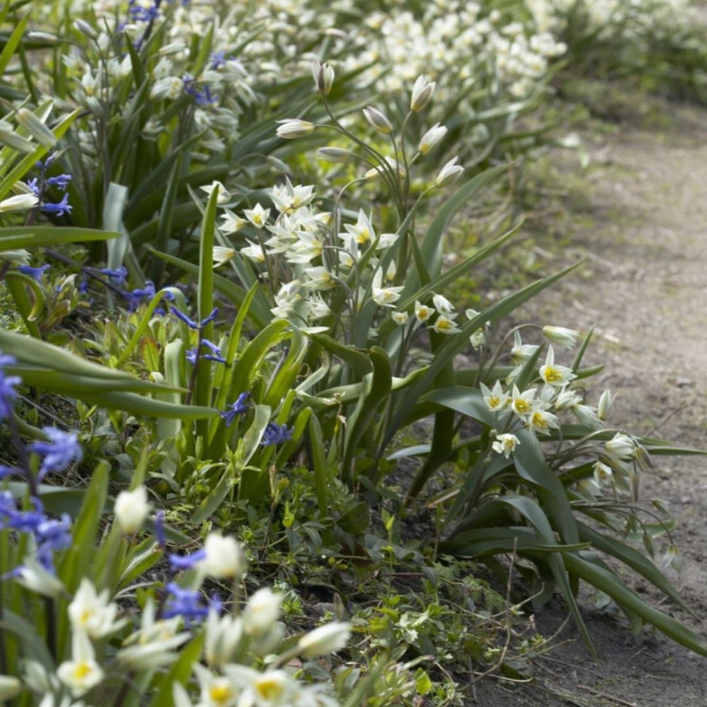 Tulipa / Turkestaninė tulpė TURKESTANICA - 10 vnt.