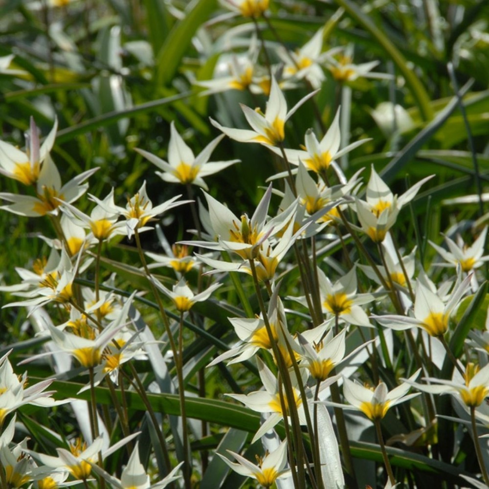 Tulipa / Turkestaninė tulpė TURKESTANICA - 10 vnt.