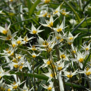 Tulipa / Turkestaninė tulpė TURKESTANICA - 10 vnt.