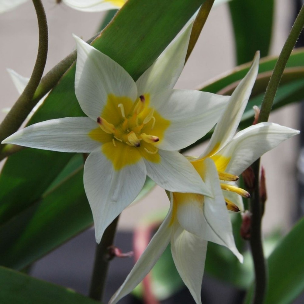 Tulipa / Turkestaninė tulpė TURKESTANICA - 10 vnt.