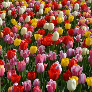 Tulipa Darwin Hybr. gemengd / Darvino hibridinių tulpių mišinys - 10 vnt.