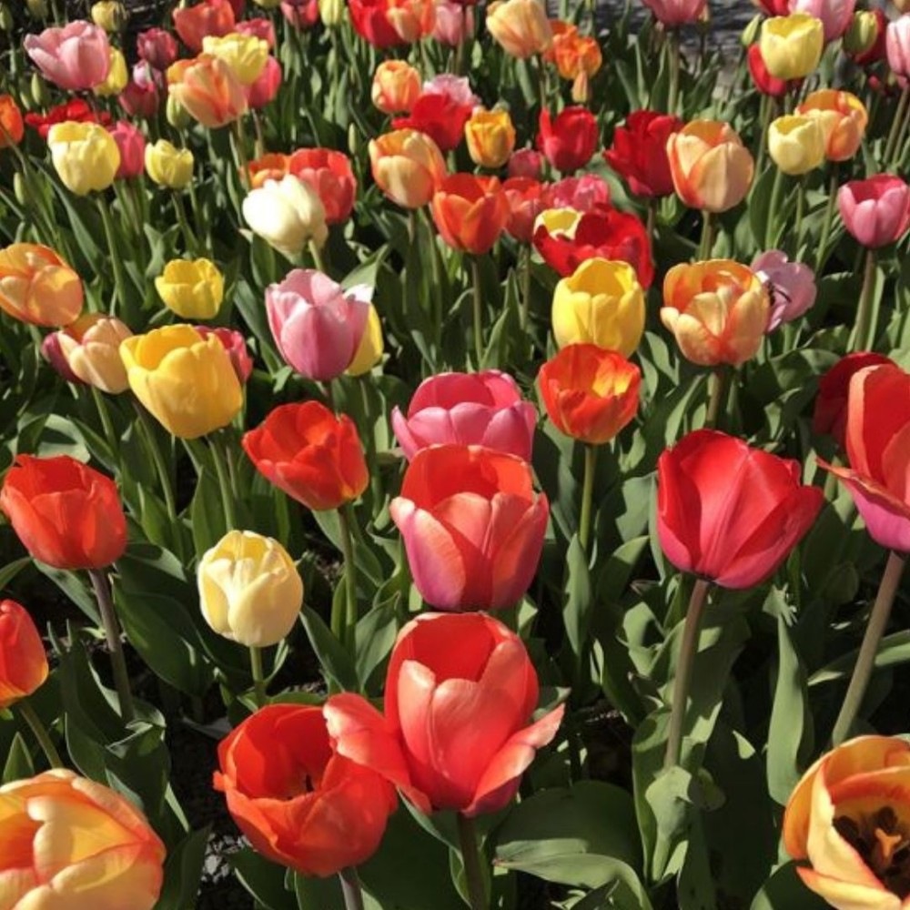 Tulipa Darwin Hybr. gemengd / Darvino hibridinių tulpių mišinys - 10 vnt.