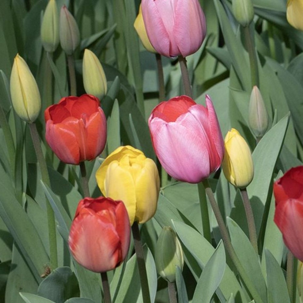 Tulipa Darwin Hybr. gemengd / Darvino hibridinių tulpių mišinys - 10 vnt.