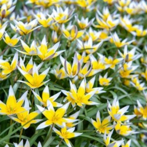 Tulipa tarda / Tulpė tarda - 10 vnt.
