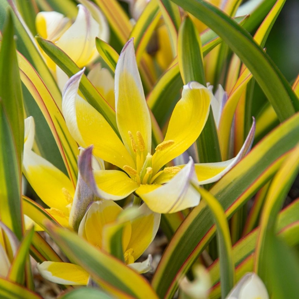Tulipa tarda / Tulpė tarda - 10 vnt.