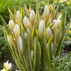 Tulipa tarda / Tulpė tarda - 10 vnt.