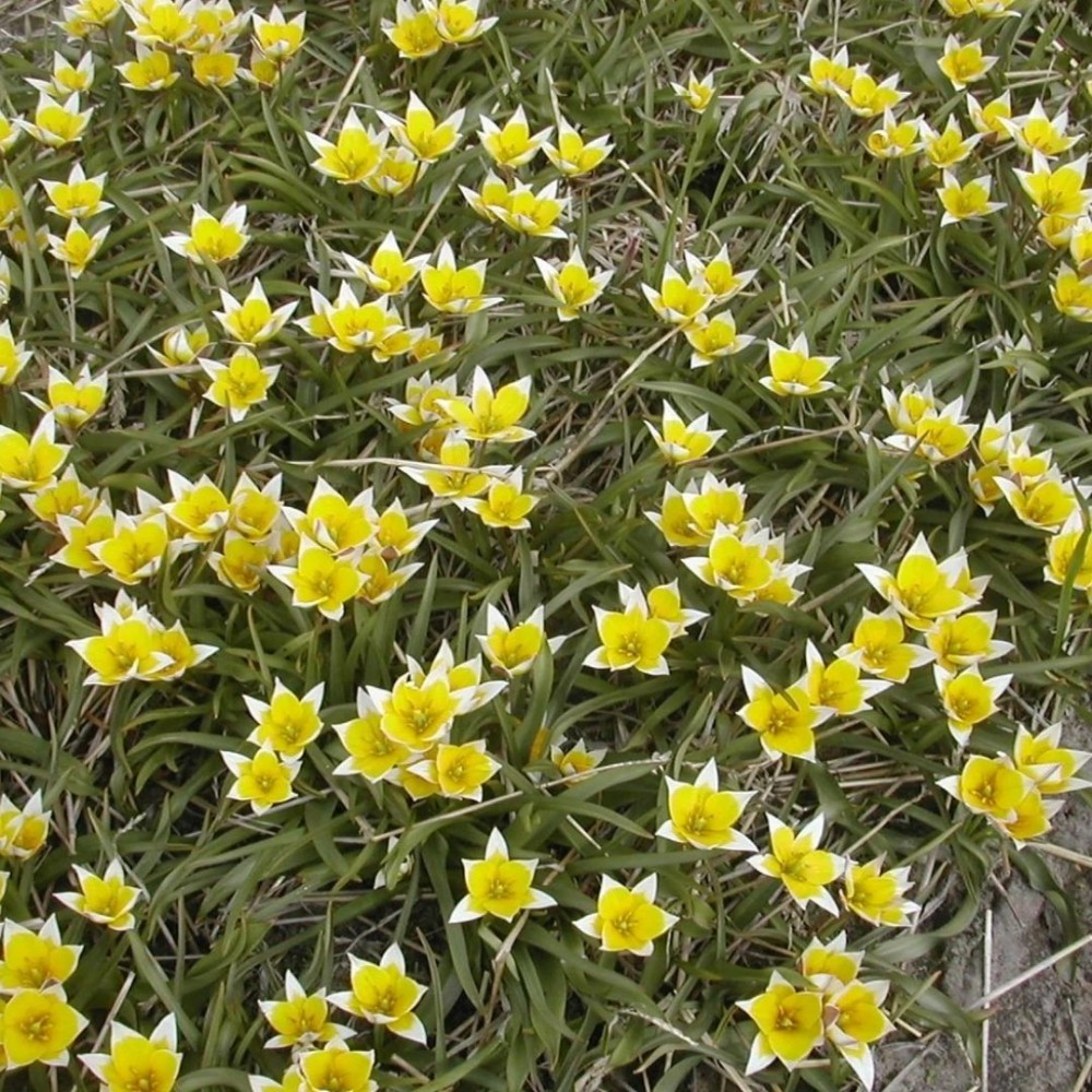 Tulipa tarda / Tulpė tarda - 10 vnt.