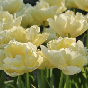 Tulipa / Tulpė VERONA - 5 vnt.