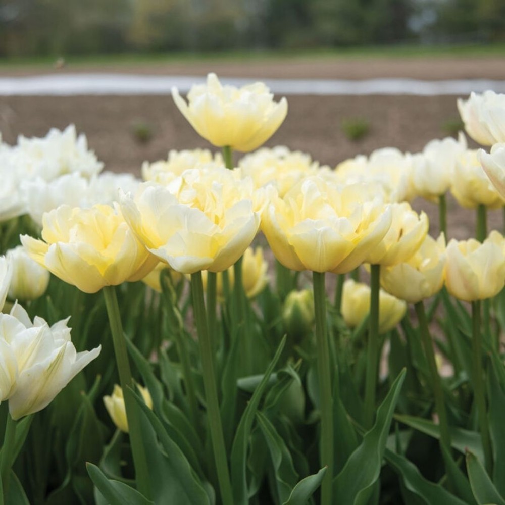 Tulipa / Tulpė VERONA - 5 vnt.