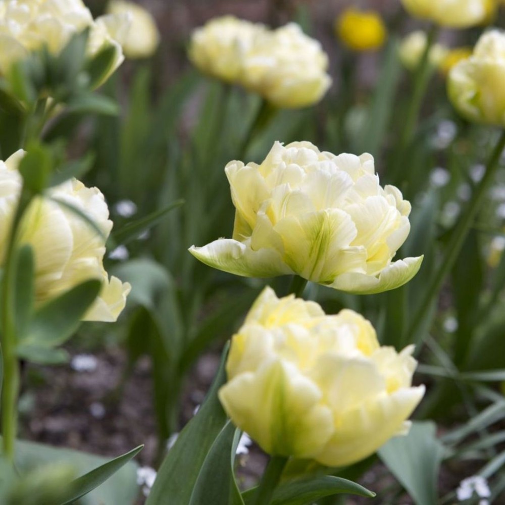 Tulipa / Tulpė VERONA - 5 vnt.