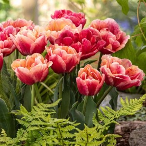 Tulipa / Tulpė VERONA SUNRISE - 5 vnt.