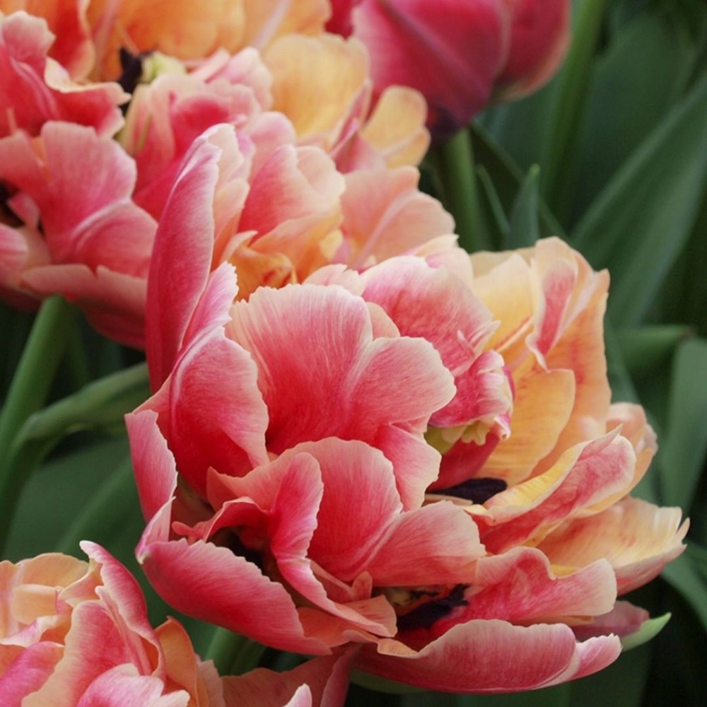 Tulipa / Tulpė VERONA SUNRISE - 5 vnt.
