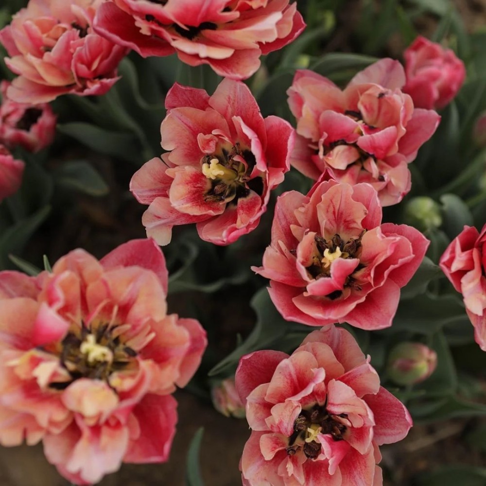 Tulipa / Tulpė VERONA SUNRISE - 5 vnt.