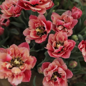 Tulipa / Tulpė VERONA SUNRISE - 5 vnt.