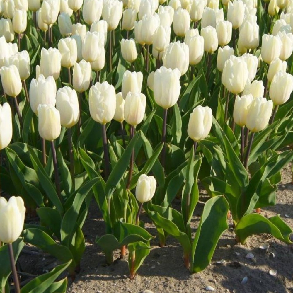 Tulipa / Tulpė WHITE PRINCE - 5 vnt.