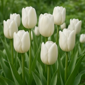 Tulipa / Tulpė WHITE PRINCE - 5 vnt.
