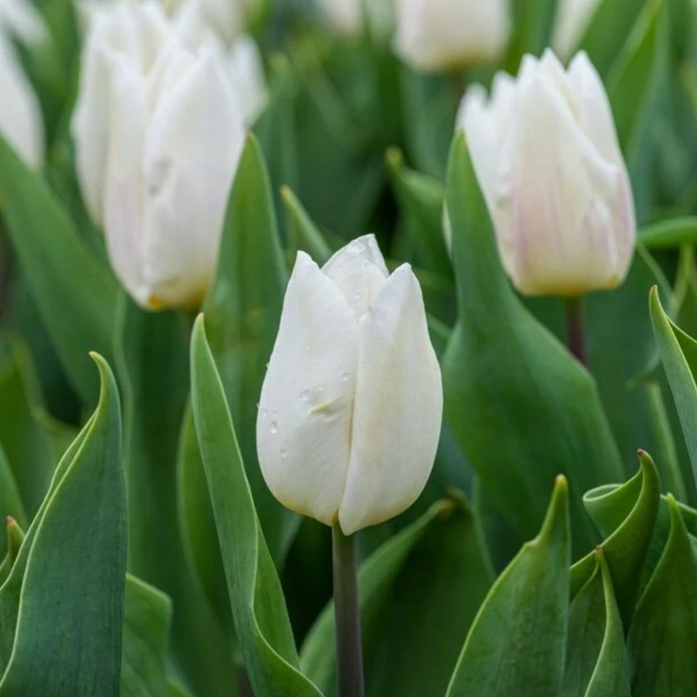 Tulipa / Tulpė WHITE PRINCE - 5 vnt.